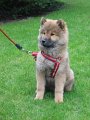 djago_w (22)